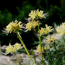 Straw Lycoris, 1 Bulb