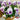 Hezhichun Pansy 'Firmament', 30 Seeds