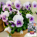 Hezhichun Pansy 'Firmament', 30 Seeds
