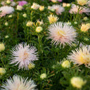 Aster 'Valkyrie Brunhilde Chamois', 10 Seeds