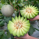 Dumi 101 Muskmelon Seeds, 500 Seeds