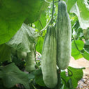 Horn-shaped Crispy Melon Seeds, 70 Seeds