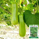'Zhepu No.9' Bottle Gourd Seeds, 10g