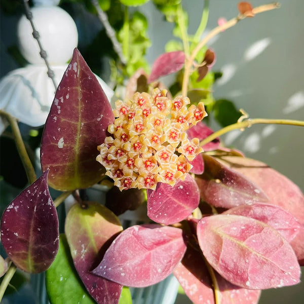 Hoya walliniana 'Dark Leaf Splash', 5 Cuttings