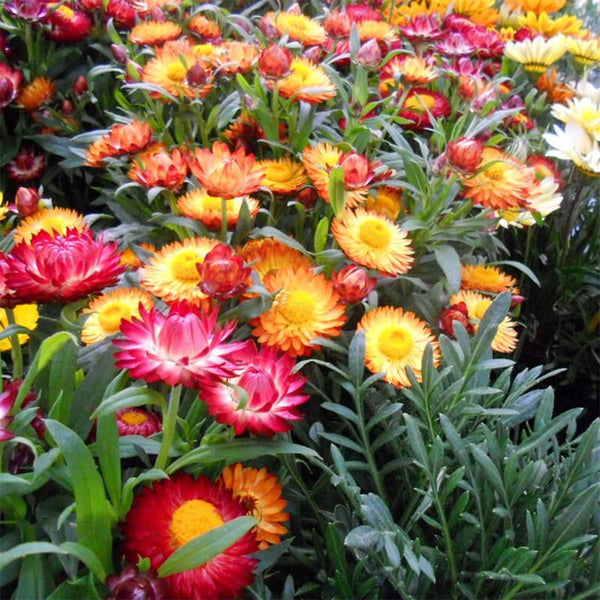 Tall Strawflower Mix, 100 Seeds