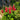 Red Lupin, 100 Seeds