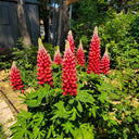 Red Lupin, 100 Seeds
