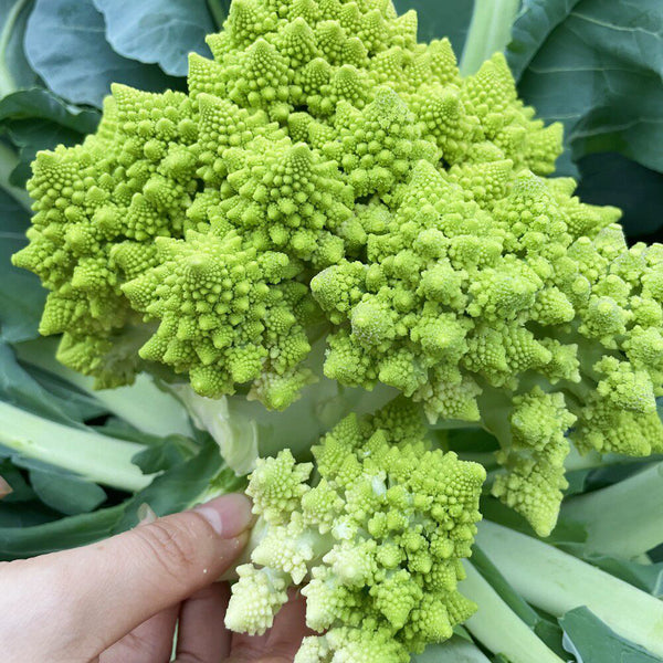 Dutch White Pagoda Cauliflower, 10 Seeds