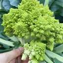 Dutch White Pagoda Cauliflower, 10 Seeds