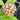 Hoya finlaysonii 'Nova', 2 Cuttings