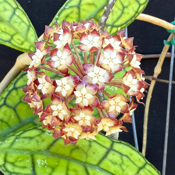 Hoya finlaysonii 'Nova', 2 Cuttings
