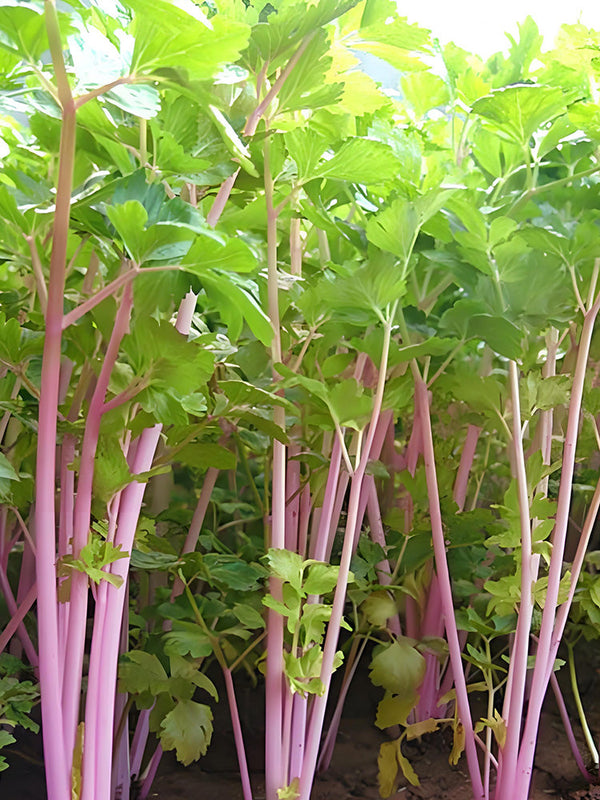 Pink Celery