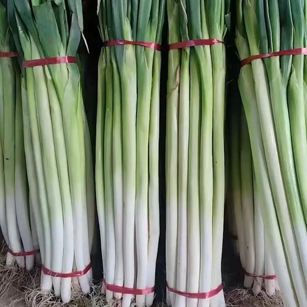 Zhangqiu Green Onion Seeds, 10g