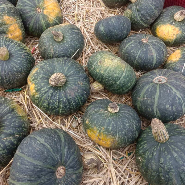 'Yi Nong Jin Li' Pumpkin Seeds, 10g