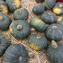 'Yi Nong Jin Li' Pumpkin Seeds, 10g