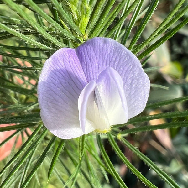 Feather-leaved Psoralea, 1 Seeds
