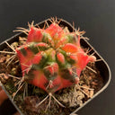 Gymnocalycium mihanovichii Variegata 'Glowing Peony', 3-4cm