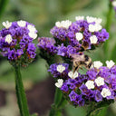 Wavyleaf Sea Lavender (Blue) Seeds, 200 Seeds