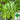 Bamboo Leaf Water Spinach Seeds, 30g