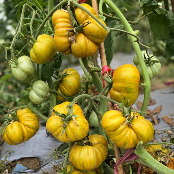 702 Ice Zebra Tomato, 5 Seeds