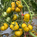 702 Ice Zebra Tomato, 5 Seeds