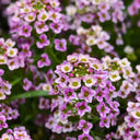 Purple Sweet Alyssum, 1g