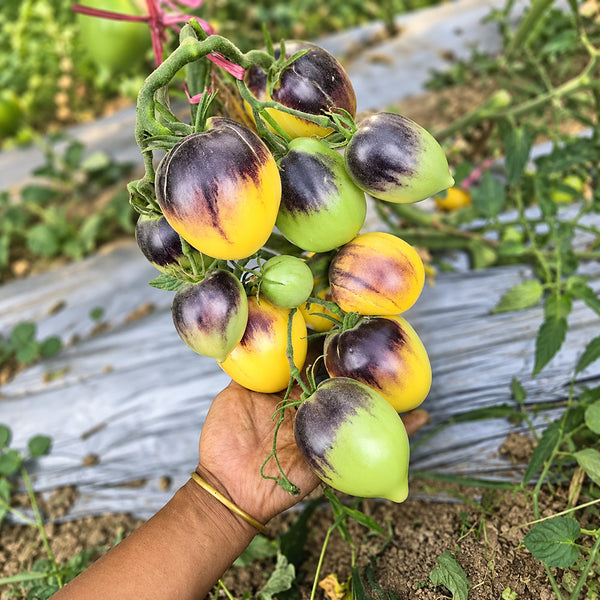 199 Blues on a Platter F5 Tomato, 5 Seeds