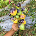 199 Blues on a Platter F5 Tomato, 5 Seeds