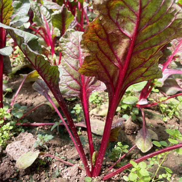 Red Swiss Chard Seeds, 10g
