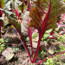 Red Swiss Chard Seeds, 10g