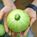 Green Pearl Zucchini Seeds, 10 Seeds