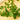 Watercress Seeds, 3g