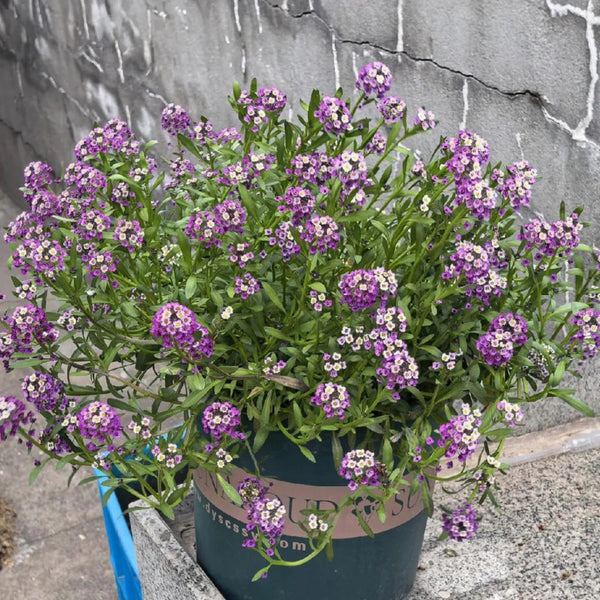 Purple Sweet Alyssum, 1g