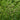 English Ribwort Plantain, 10 Seeds