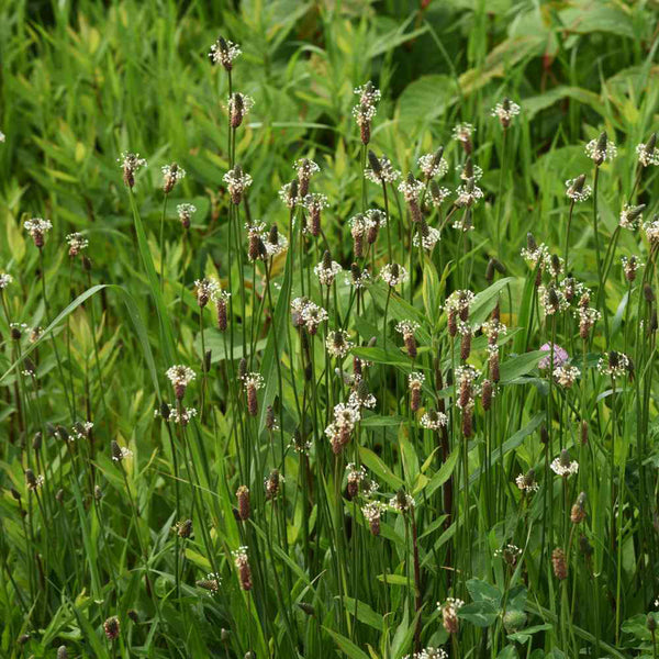English Ribwort Plantain, 10 Seeds