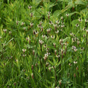 English Ribwort Plantain, 10 Seeds