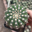 Parodia crassigibba, 3-4cm