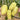 Cream Fruit Sweet Pepper, 50 Seeds