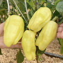 Cream Fruit Sweet Pepper, 50 Seeds