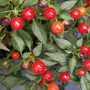 Pearl Multicolor Pepper Seeds, 100 Seeds