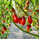 312 Marchenfee Fairytale Fairy Tomato, 5 Seeds