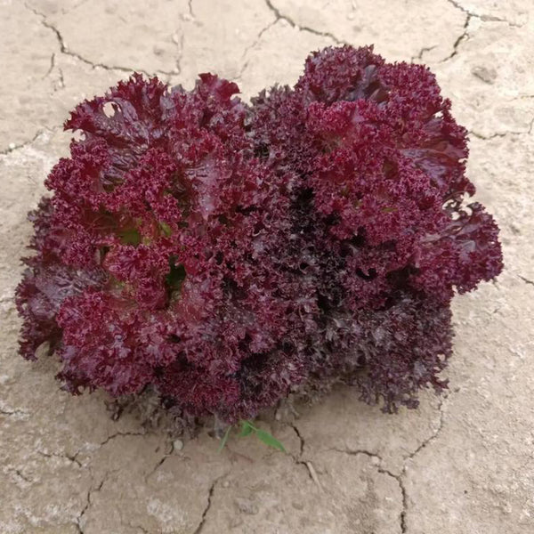 Purple Rosa Lettuce Seeds, 2g
