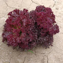 Purple Rosa Lettuce Seeds, 2g