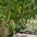Yushuai Smooth Luffa, 10 Seeds