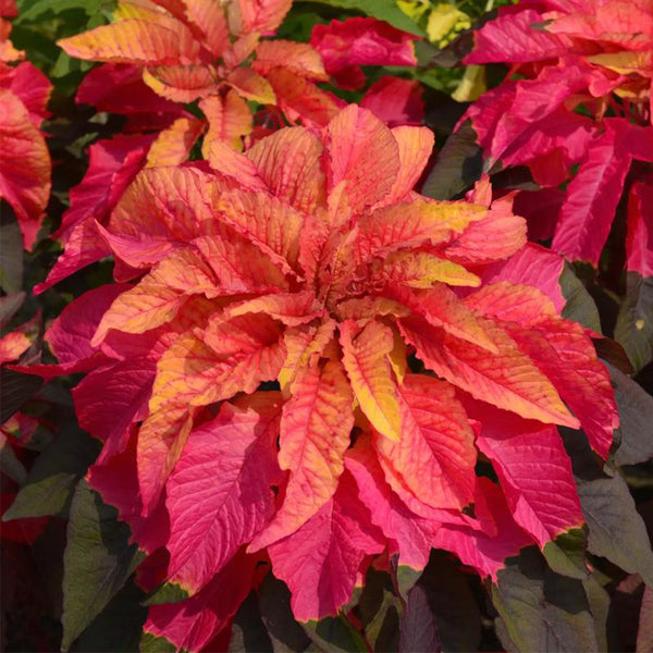 Crimson Majesty' Amaranth Seeds, 200 Seeds