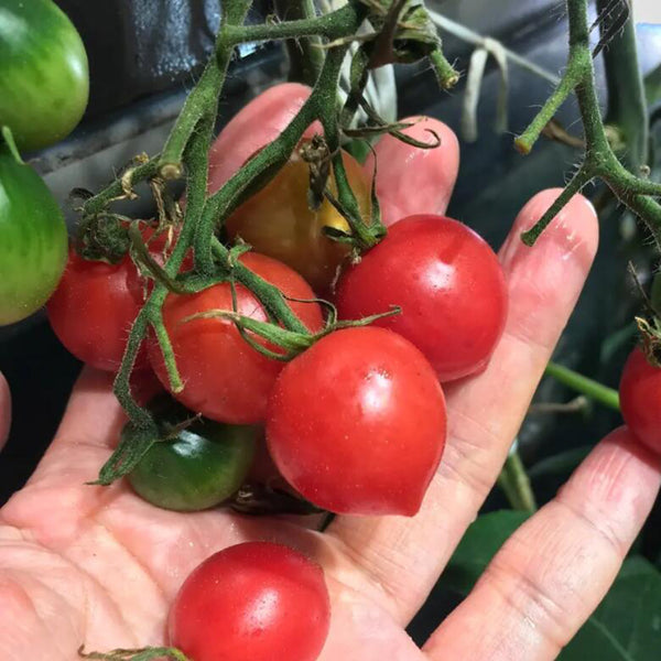 'Jingfan Fenxing No.2' Tomato, 10 Seeds