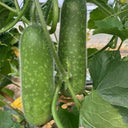 Baocui F1 Hybrid Hairy Gourd, 50 Seeds