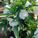 White Garden Balsam Double Flower Seeds, 100 Seeds