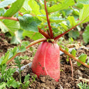 'Qishan Laobukang No.1' Water Radish Seeds, 20g