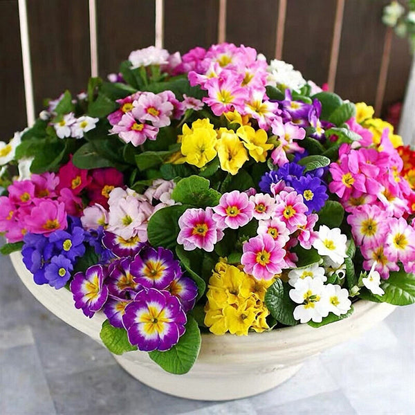 English Primrose Seeds, 200 Seeds